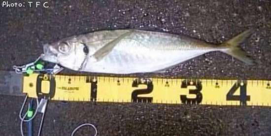 千葉県でアジが釣れるポイントはどこ 釣れるシーズンやルアー釣り情報や釣果発信中 即戦力釣り情報