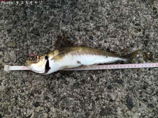 アジ