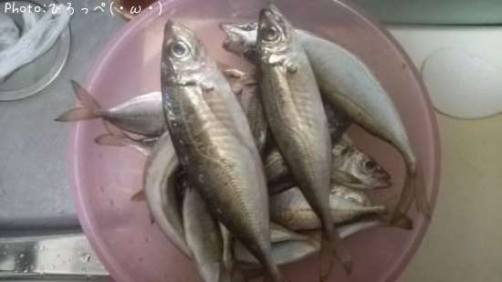 豆アジ