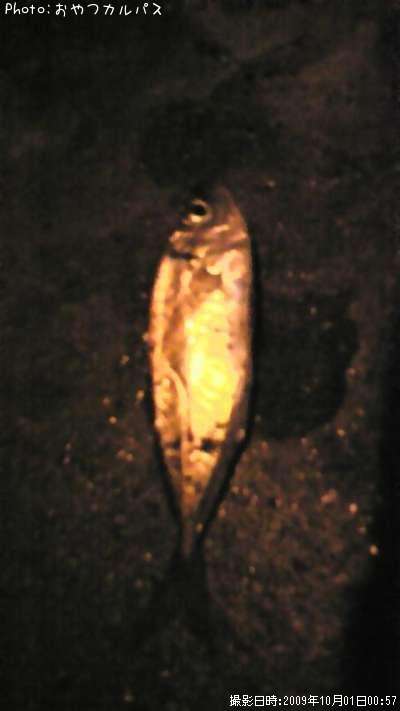 アジ