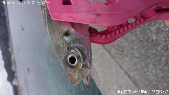 アジ アナハゼ