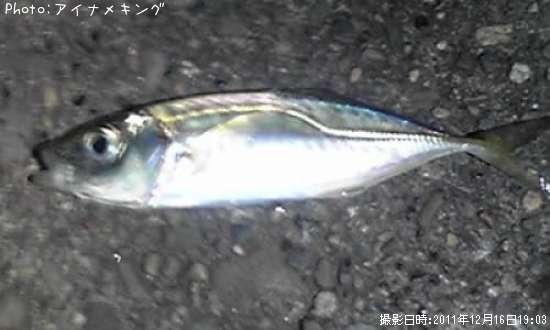 アジッチョ