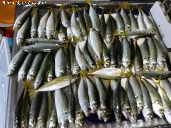 佐賀県アジゴ釣り情報まとめ ポイントからルアーまで釣果情報 即戦力釣り情報