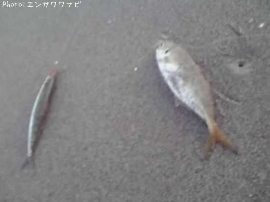 豆アジ+イワシ