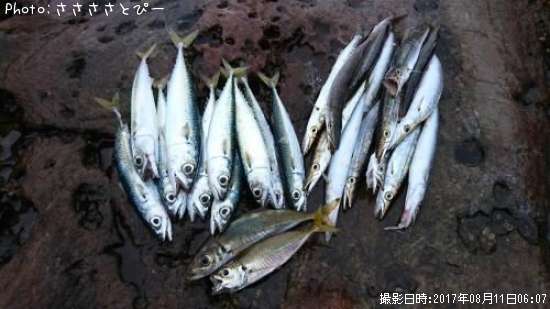 アジ&カマス&サバ