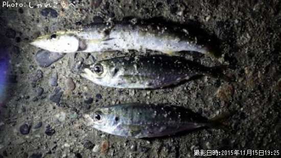 アジ&カマス&ソイ