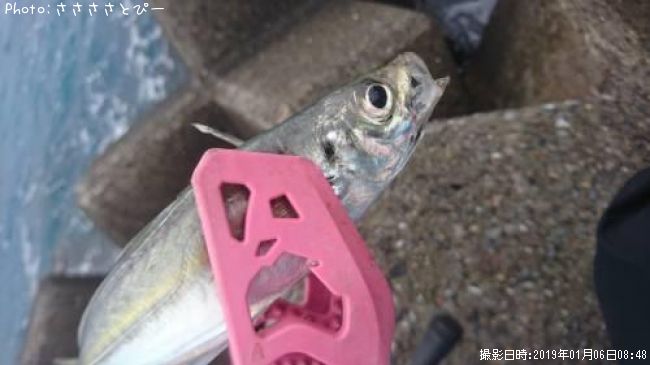 アジ&カサゴ&フグ