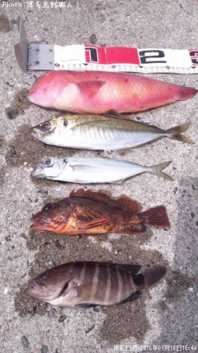 アジ、カサゴ、マハタ、テンス