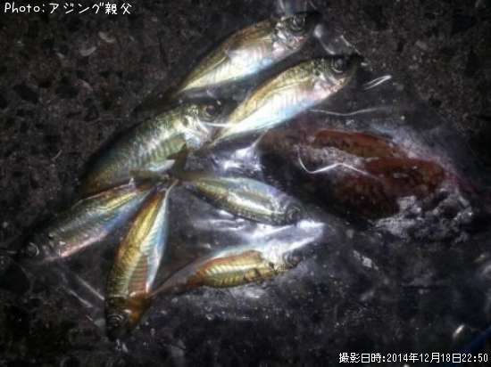 アジ&カサゴ&メバル