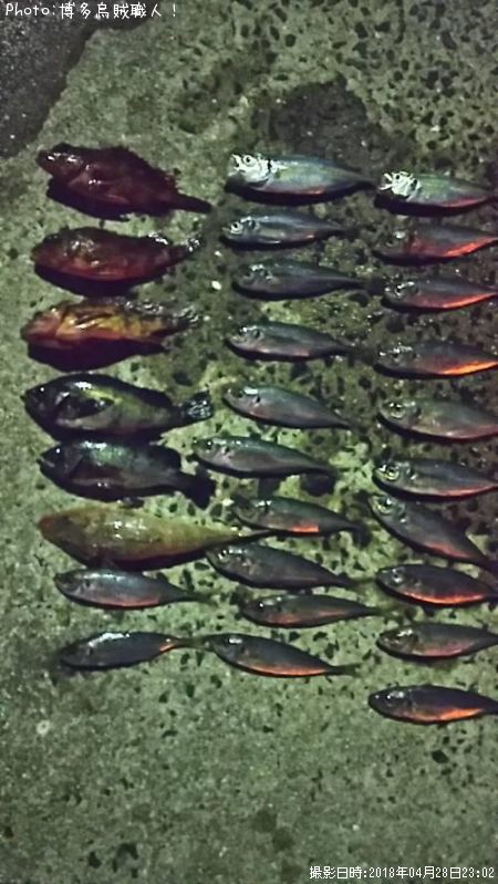 アジ、カサゴ、メバル、マゴチ