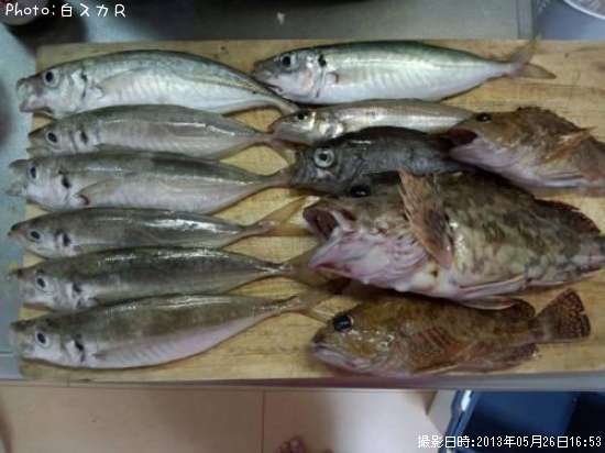 アジ、カサゴとか