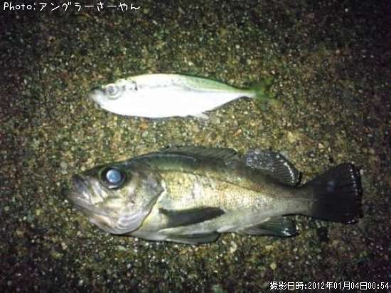 アジ メバル