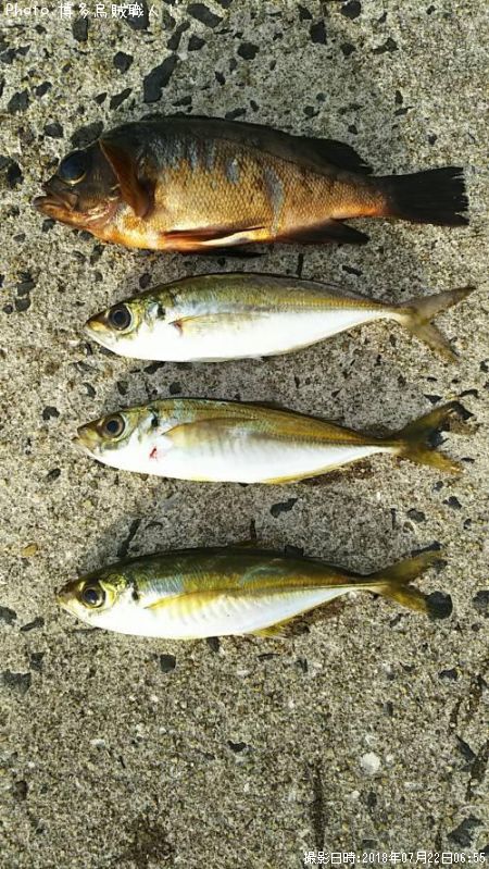 アジ、メバル