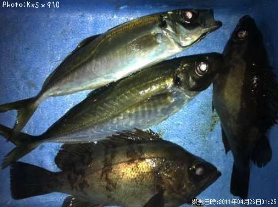 アジ、メバル