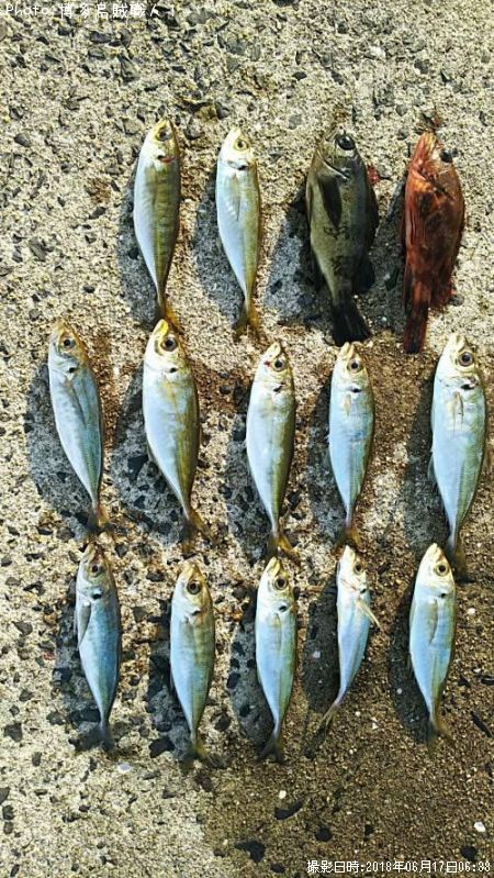 アジ、メバル、カサゴ