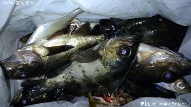 アジ、メバル、サバ
