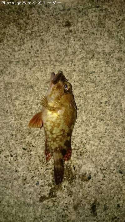 アジ、メバル、タケノコ
