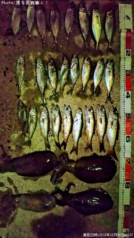アジ、ムツ、アオリイカ