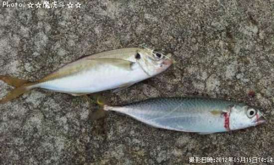 アジ、サバ