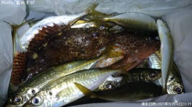 アジ、サバ アコウ、カサゴ