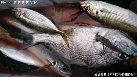 アジ&サバ&クロダイ