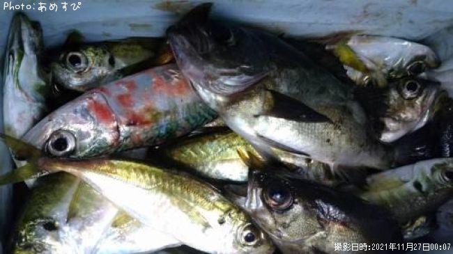アジ サバ メバル