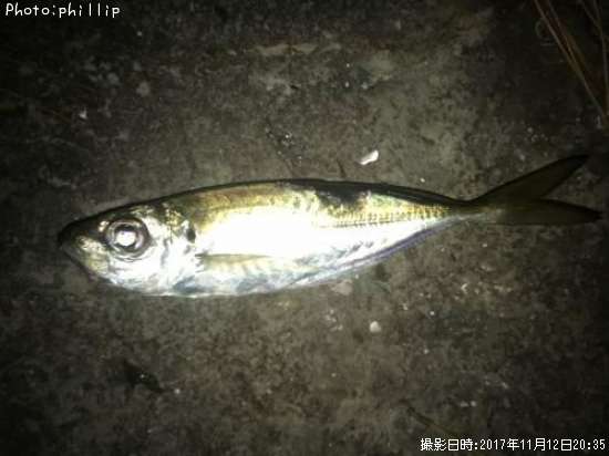 アジ、セイゴ