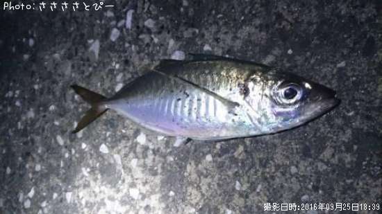 アジ&シーバス