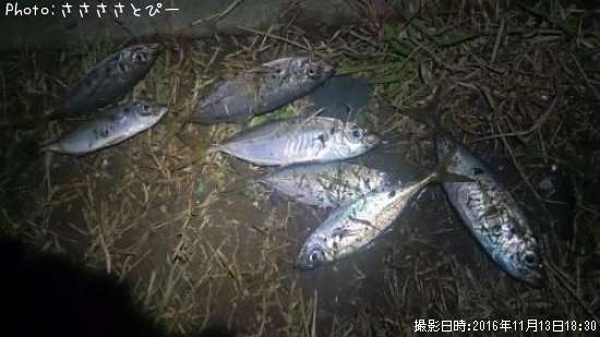 アジ&ソイ&メバル
