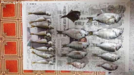 アジ タイ カレイ