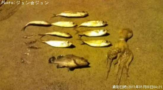 アジ タコ ガフク
