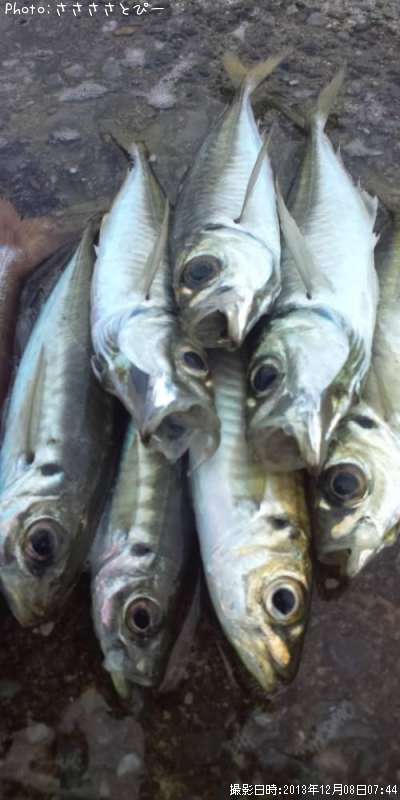 アジ&何て魚だ?