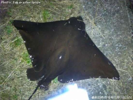 アカエイ