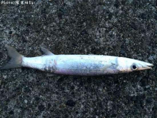 アカカマス