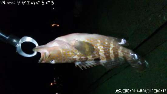 アカミズ
