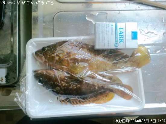 アカミズ