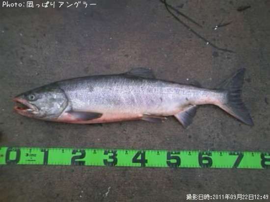 アキアジ