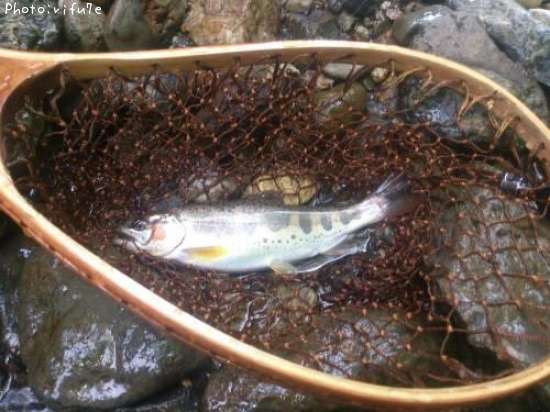 アマゴ