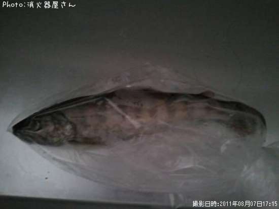 アマゴ