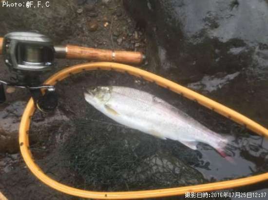 アマゴ