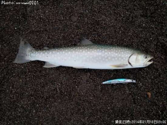 海アメ