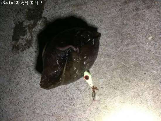 アメフラシ