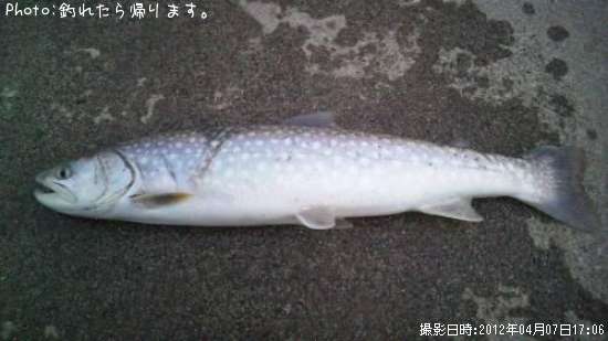 アメマス