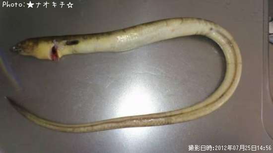 アナゴ親子