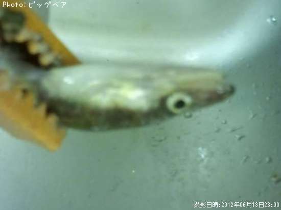 アナゴ