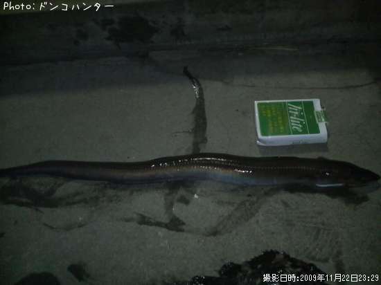 アナゴ?ハモ?