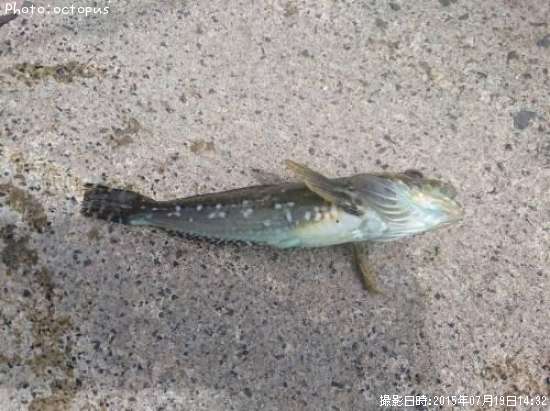 アナハゼ