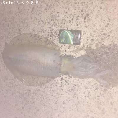 アオリ
