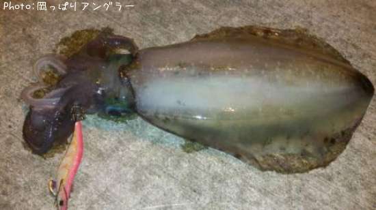 アオリイカ