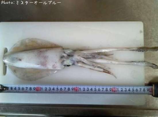 アオリイカ